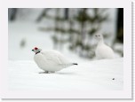 7Riekot_willow grouse * 1957 x 1414 * (2.11MB)